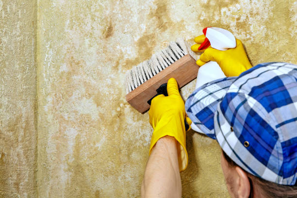 Best Mold Remediation for Vacation Homes  in Sussex, NJ