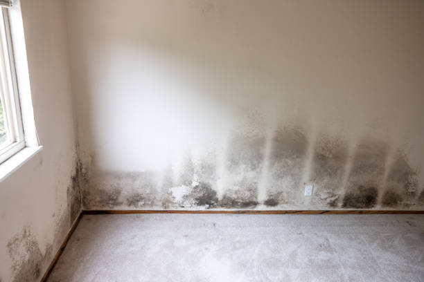 Asbestos and Lead Testing During Mold Inspection in Sussex, NJ