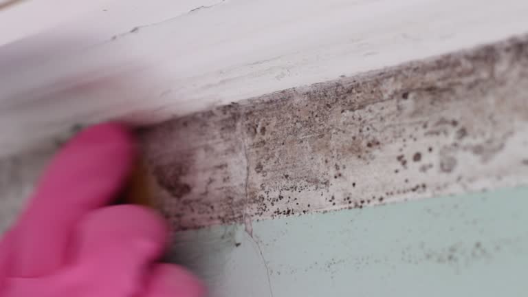 Mold Remediation for Rental Properties